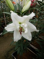 [5226 White Eyes VZ No01.JPG]